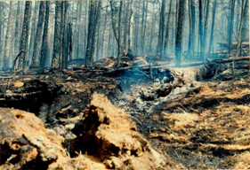 モンゴル国最大のアカマツの森の被害